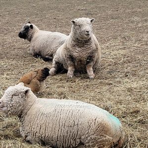 Meet your Posher, Kaylee